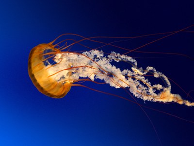 Jellyfish Jellyfish